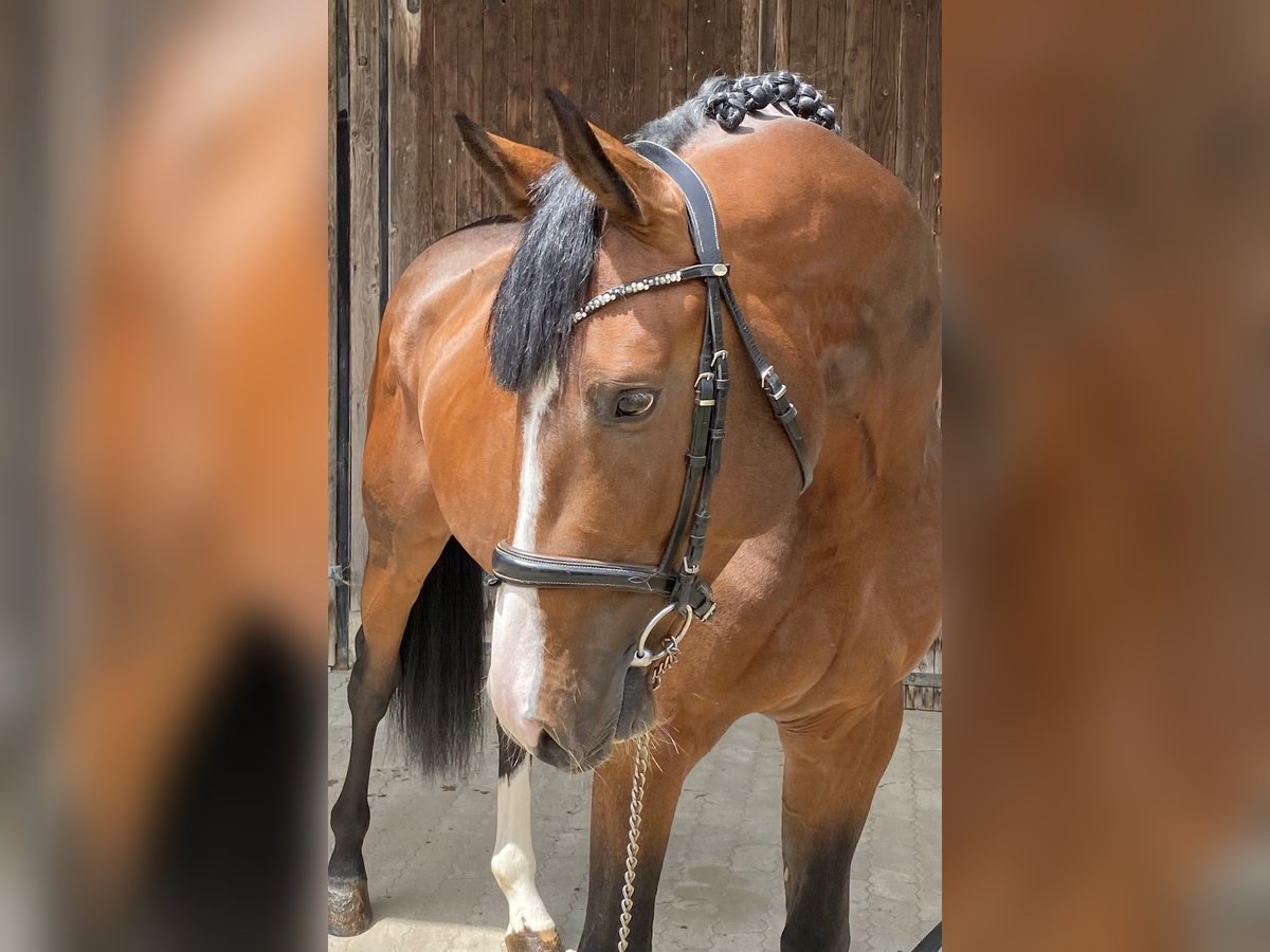 Oldenburg Stallion 4 years 16,2 hh Brown in Traunreut