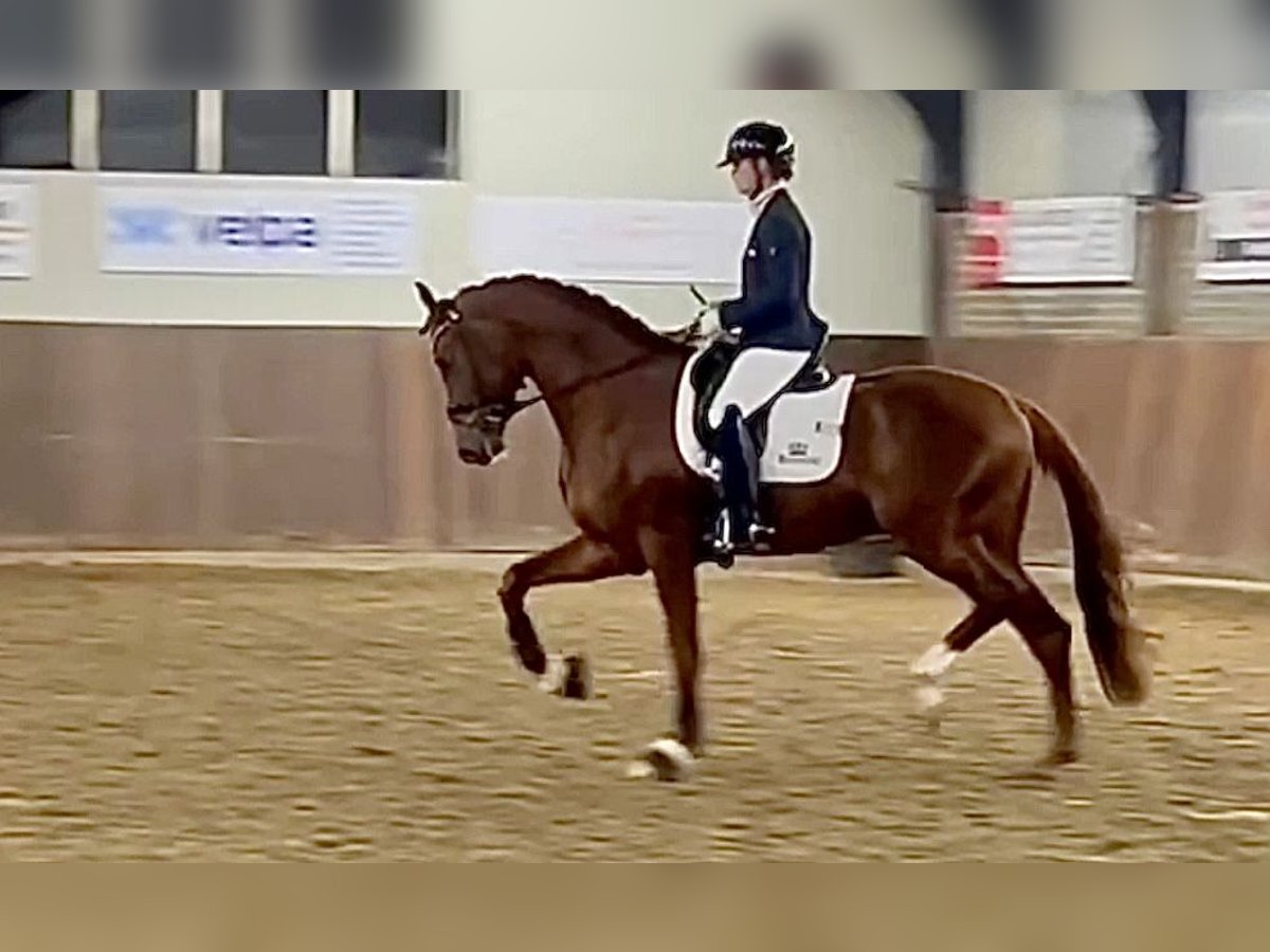 Oldenburg Stallion 4 years 17 hh Chestnut in Havixbeck