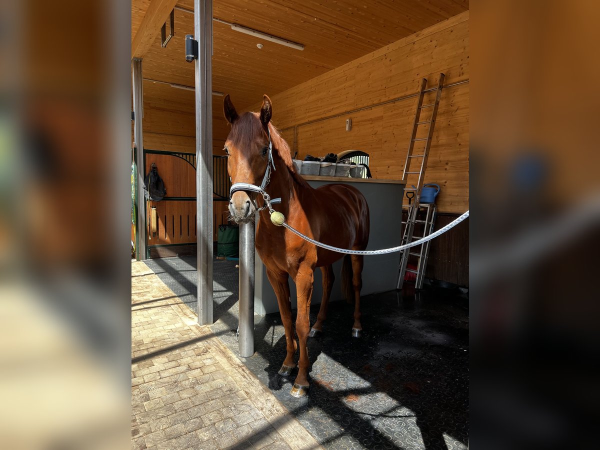 Oldenburg Stallion 4 years Chestnut-Red in Aach