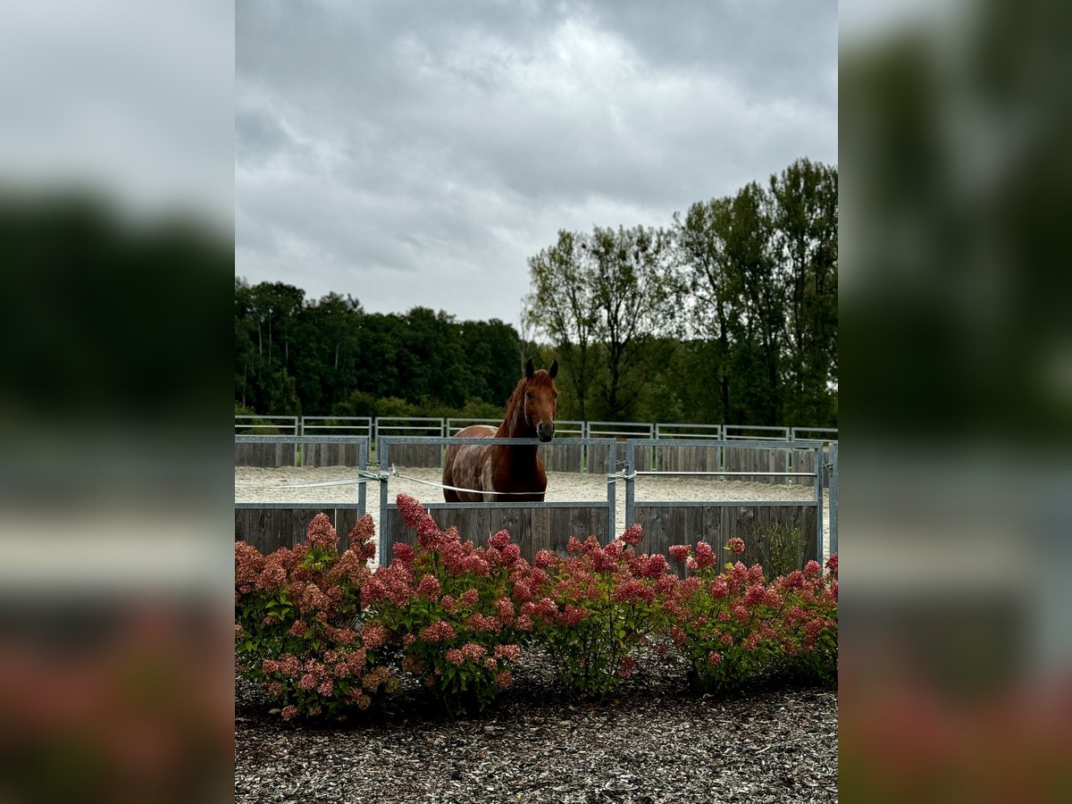 Oldenburg Stallion 4 years Chestnut-Red in Aach