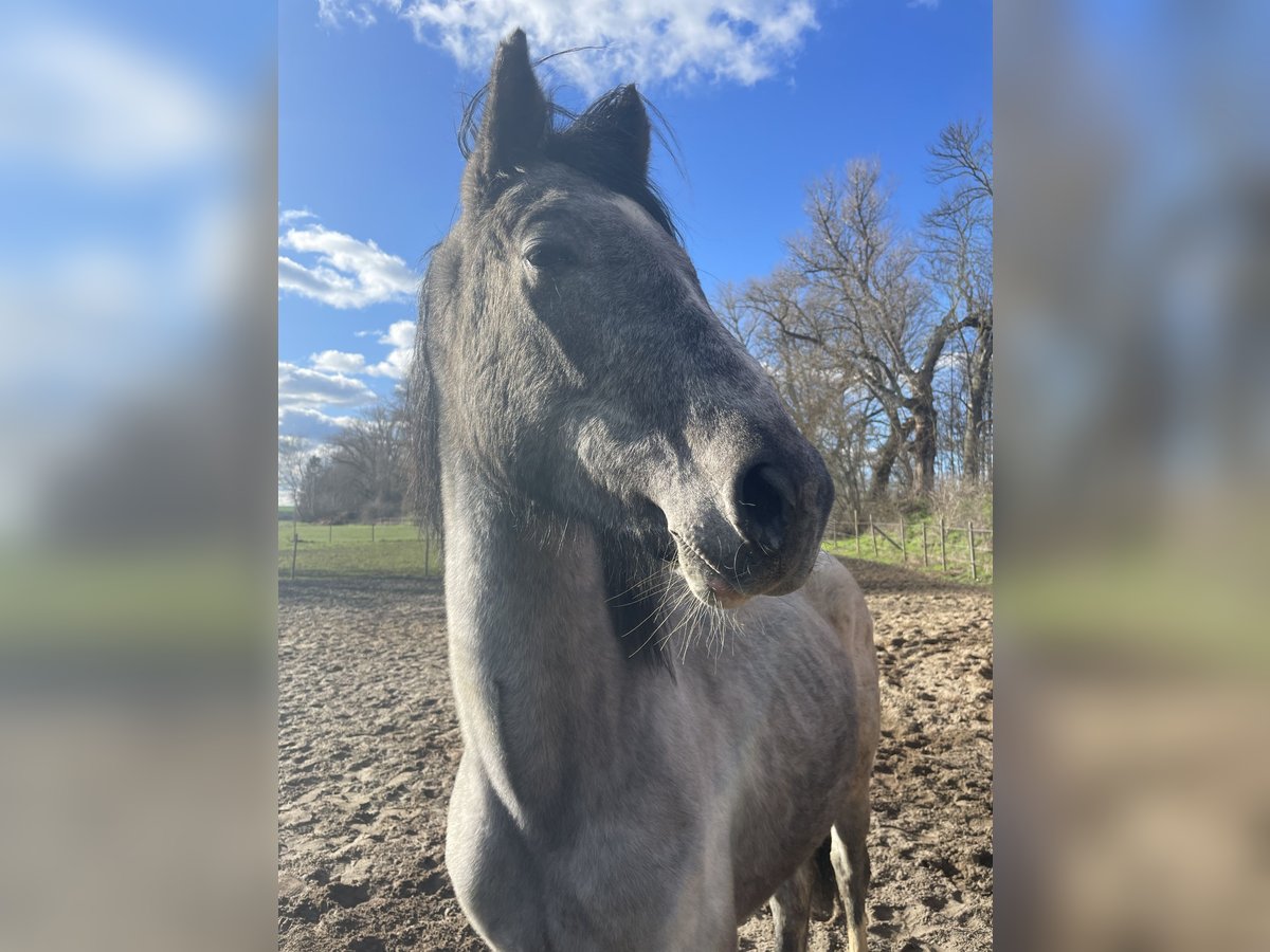 Oldenburg Stallion 4 years Gray in S&#xF6;llingen