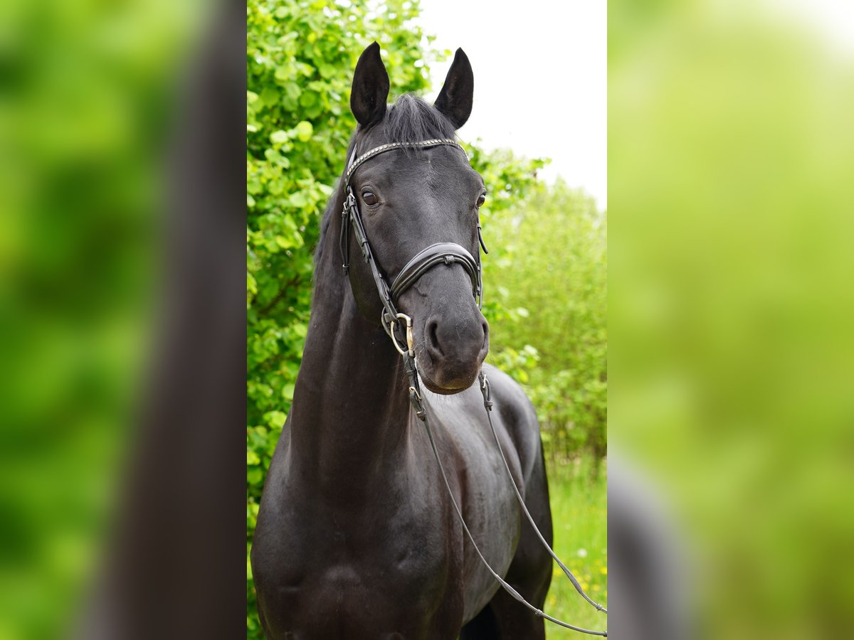 Oldenburg Stallion 5 years 16,2 hh Black in Parola
