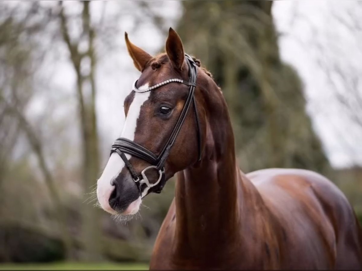 Oldenburg Stallion 5 years 16,2 hh Chestnut in Dorsten