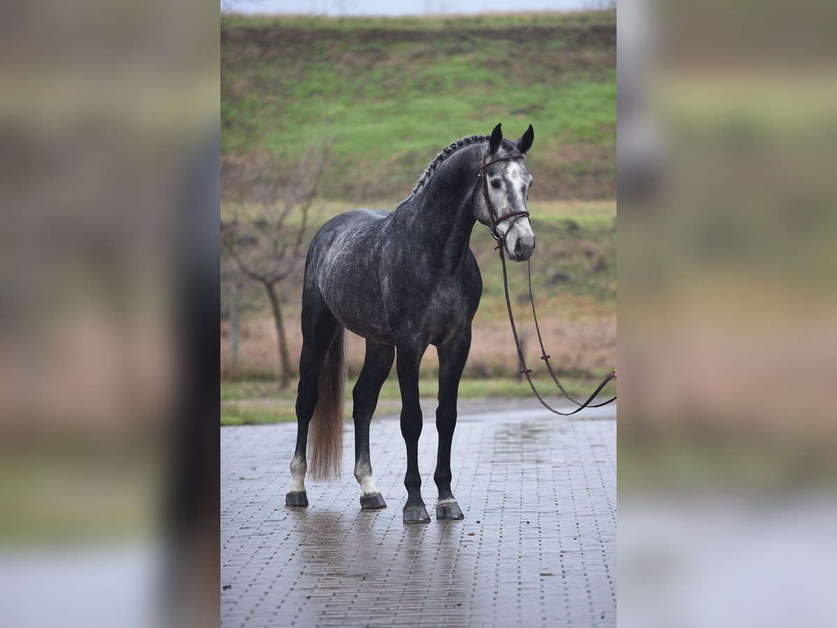 Oldenburg Stallion 5 years 16,2 hh Gray in Dunaújváros