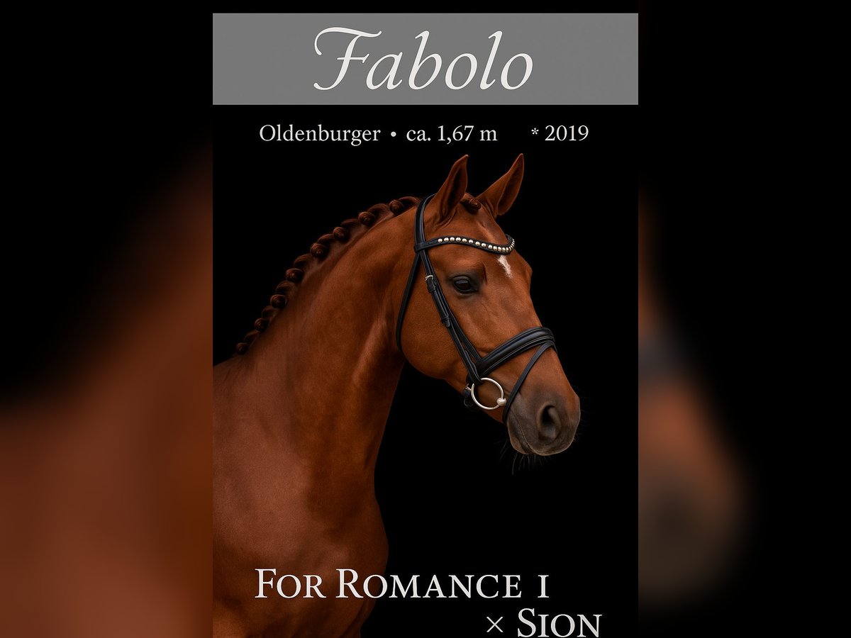 Oldenburg Stallion 6 years 16,1 hh Chestnut in Rosenheim