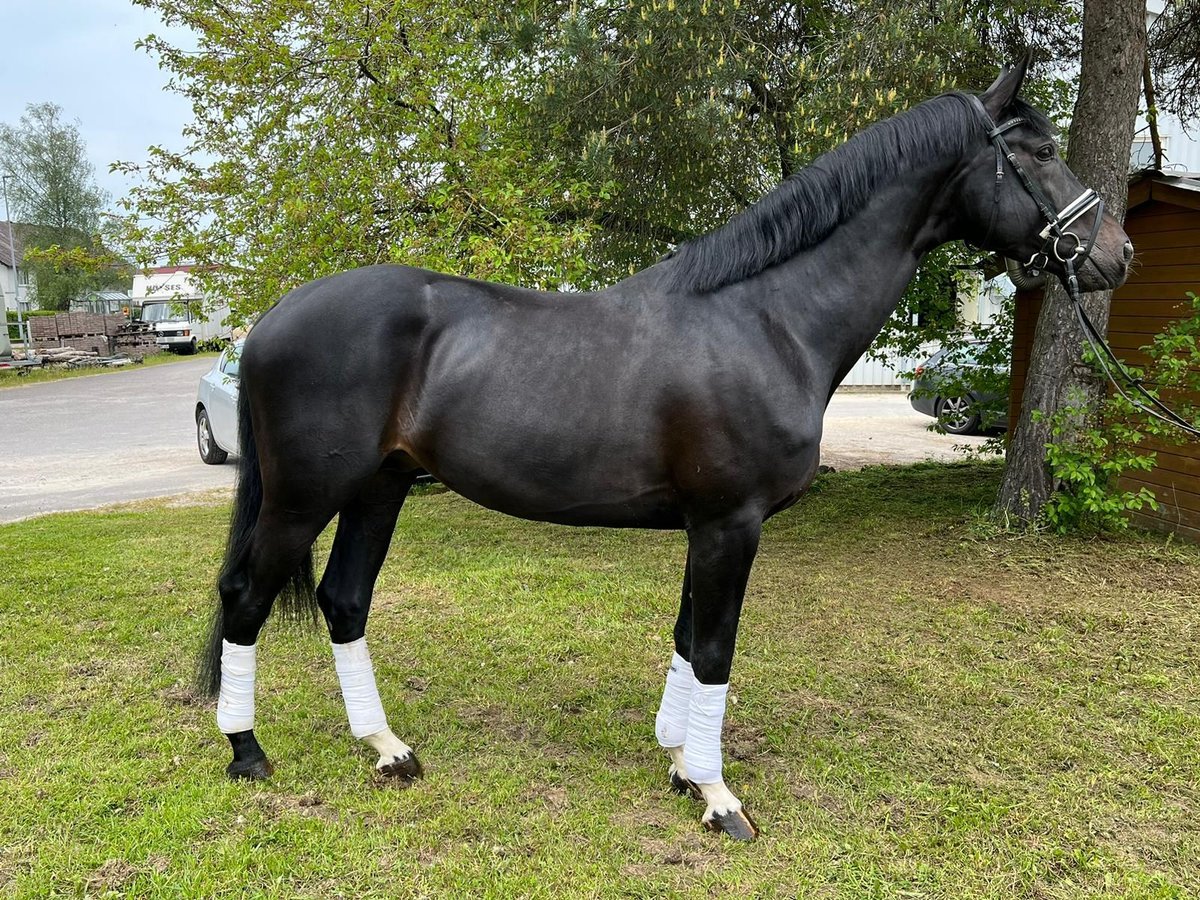 Oldenburg Stallion 6 years 17,1 hh Black in Schömberg