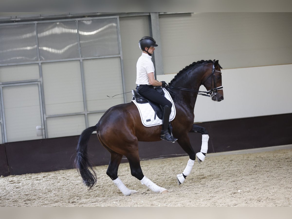 Oldenburg Stallion 7 years 17 hh Brown in Ritzing
