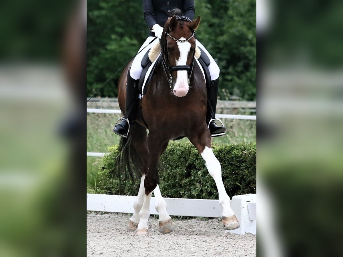 Oldenburg Stallion 8 years 17 hh Chestnut in M&#xFC;lheim an der Ruhr