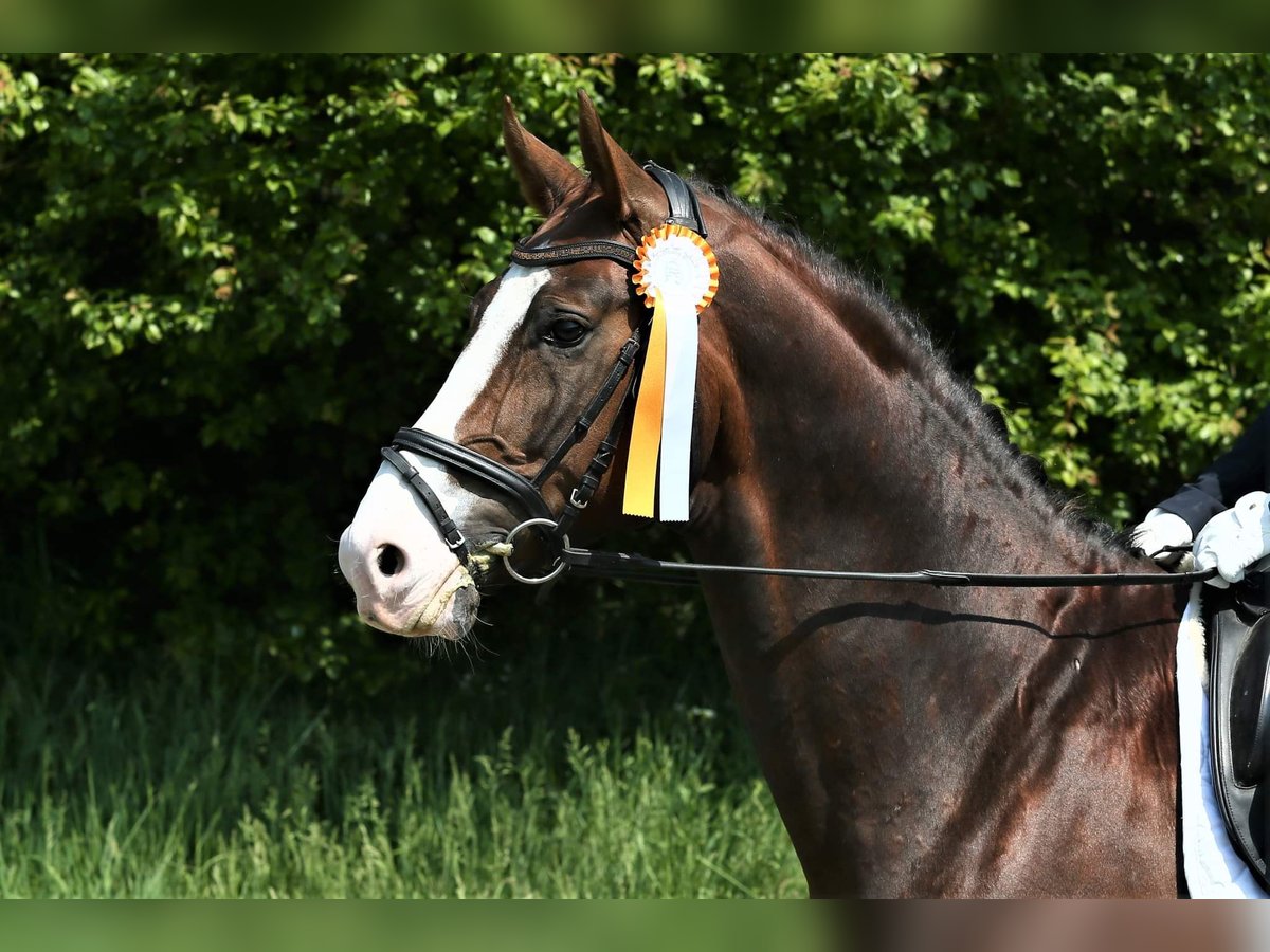 Oldenburg Stallion 8 years 17 hh in W&#xFC;lfrath