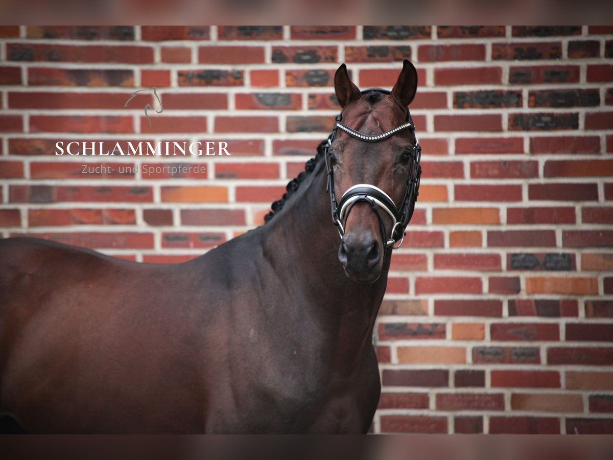 Oldenburg Stallion 9 years 16,1 hh Brown in Rhede