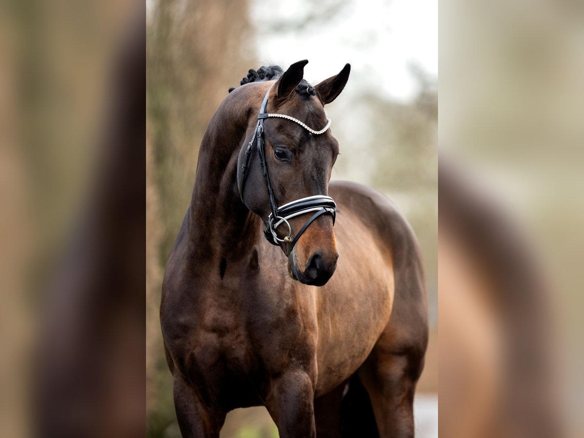Oldenburg Stallion Bay-Dark in Celle