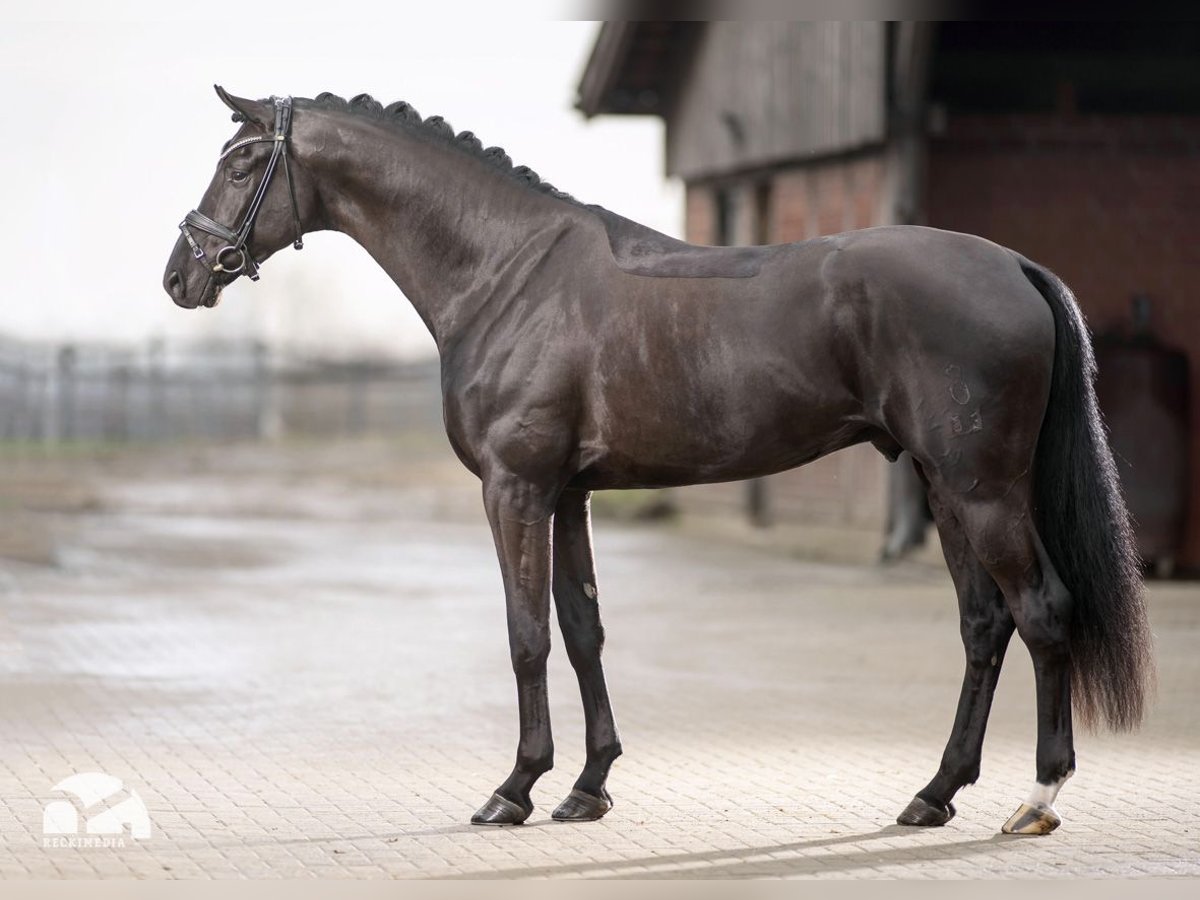 Oldenburg Stallion Black in Celle