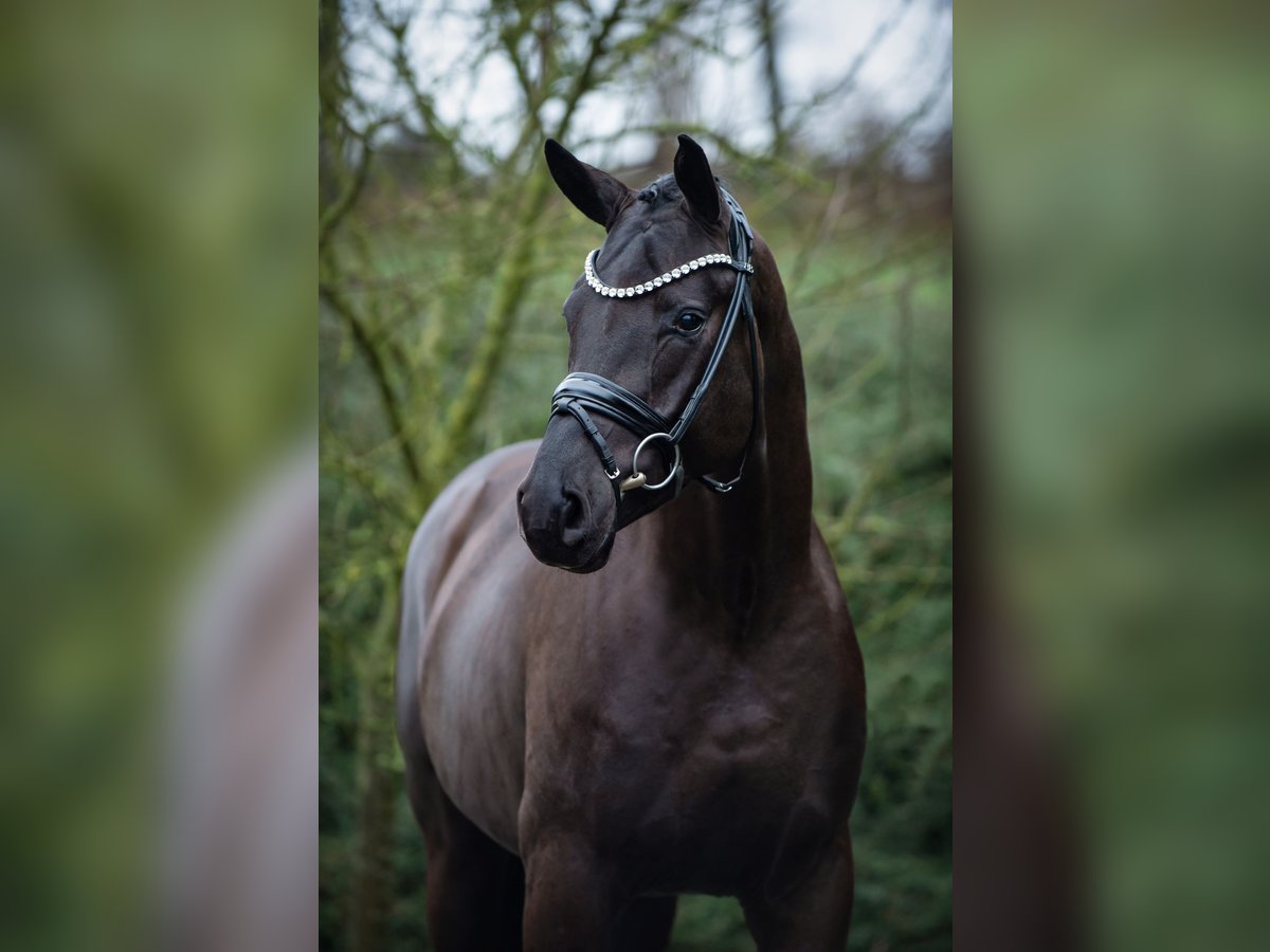 Oldenburg Stallion Black in Ostercappeln