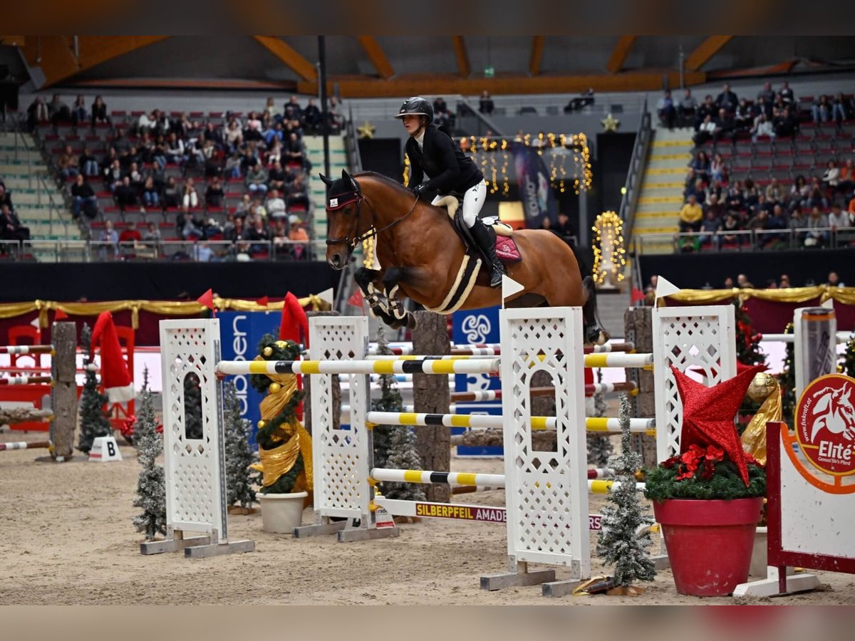 Oldenburg Stallion Brown in Pfarrkirchen