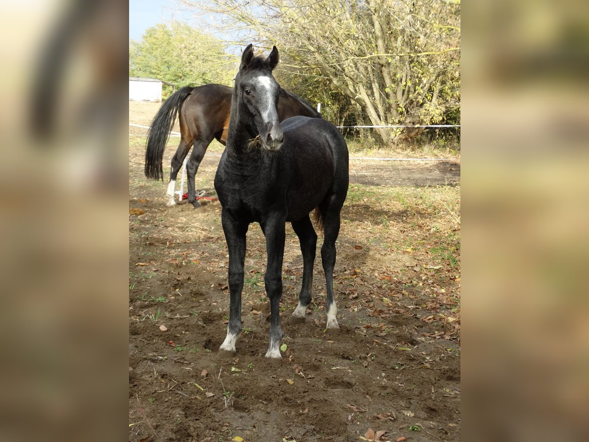 Oldenburg Stallion Foal (04/2025) 13,2 hh Grey in &#xDC;ll&#x151;
