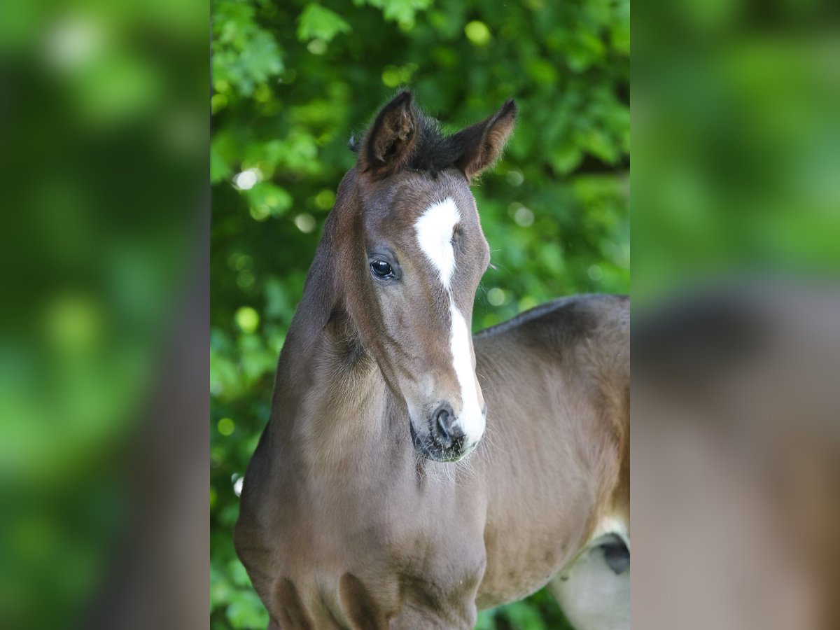 Oldenburg Stallion Foal (04/2024) 16,1 hh Bay-Dark in Ennigerloh / Ostenfelde