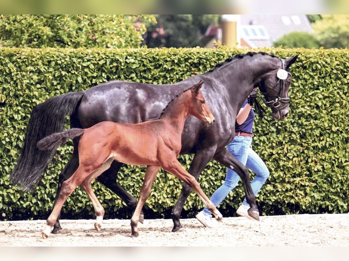 Oldenburg Stallion Foal (04/2024) 16,1 hh Bay-Dark in Löningen