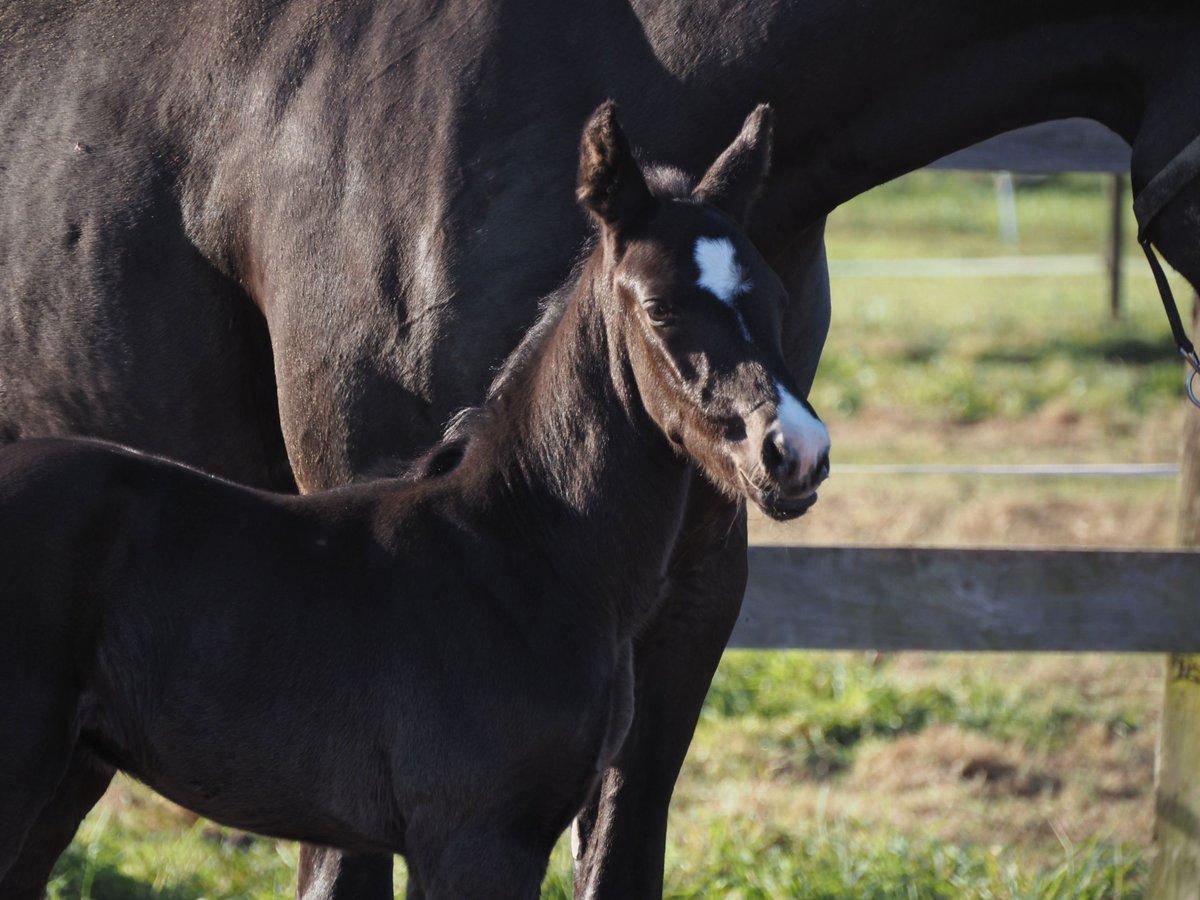 Oldenburg Stallion Foal (09/2024) 16,1 hh Black in Bramsche