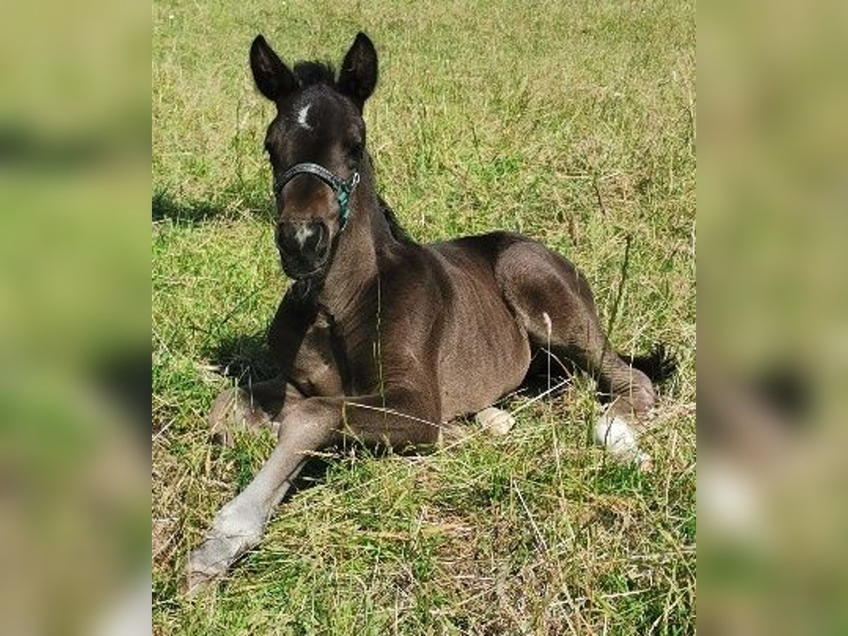 Oldenburg Stallion Foal (06/2024) 16,1 hh Black in Reichshof