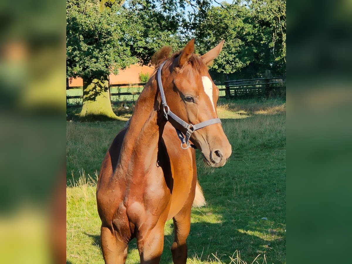 Oldenburg Stallion Foal (03/2024) 16,1 hh Chestnut in Hoya