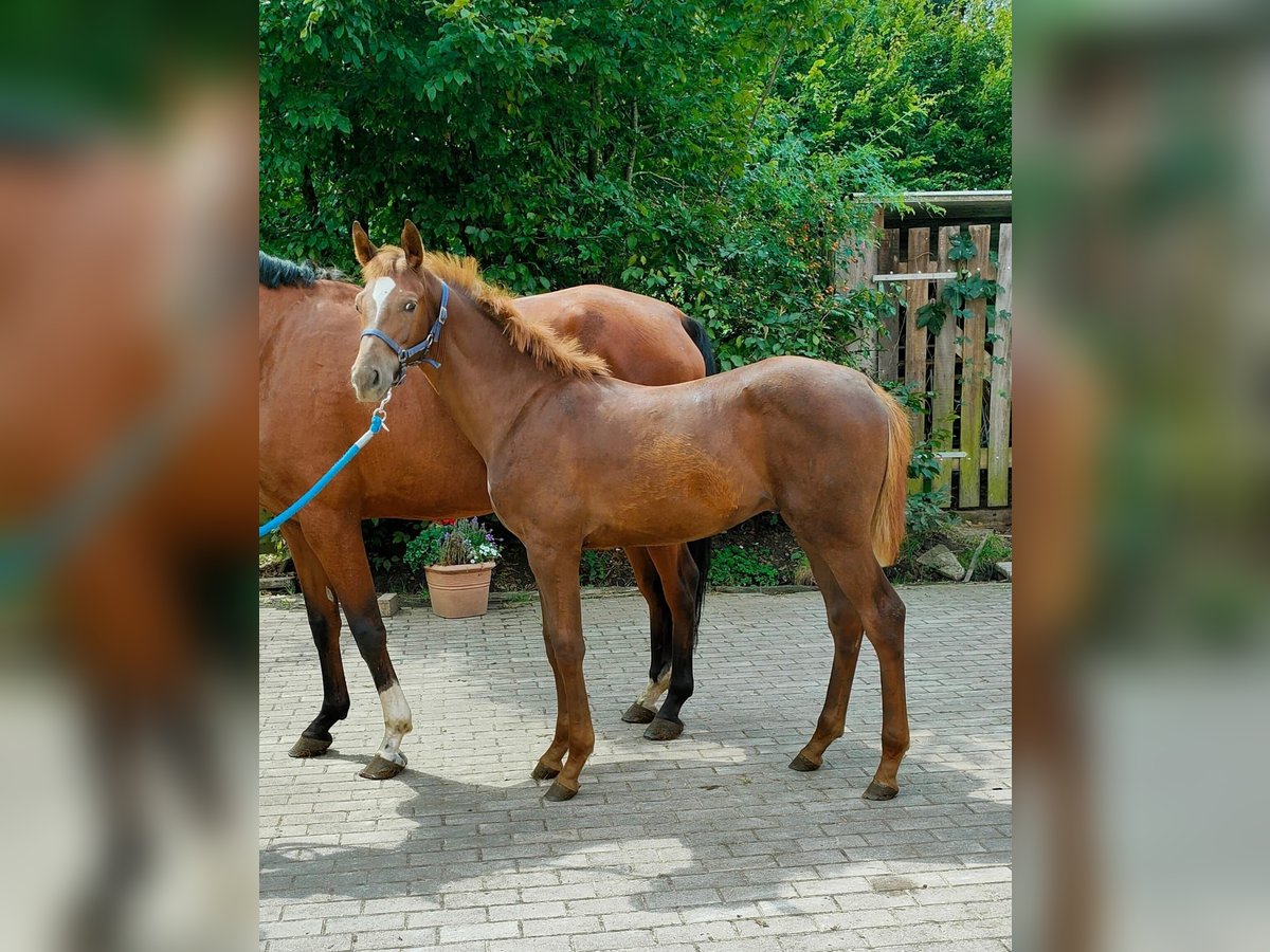 Oldenburg Stallion Foal (03/2024) 16,1 hh Chestnut in Hoya