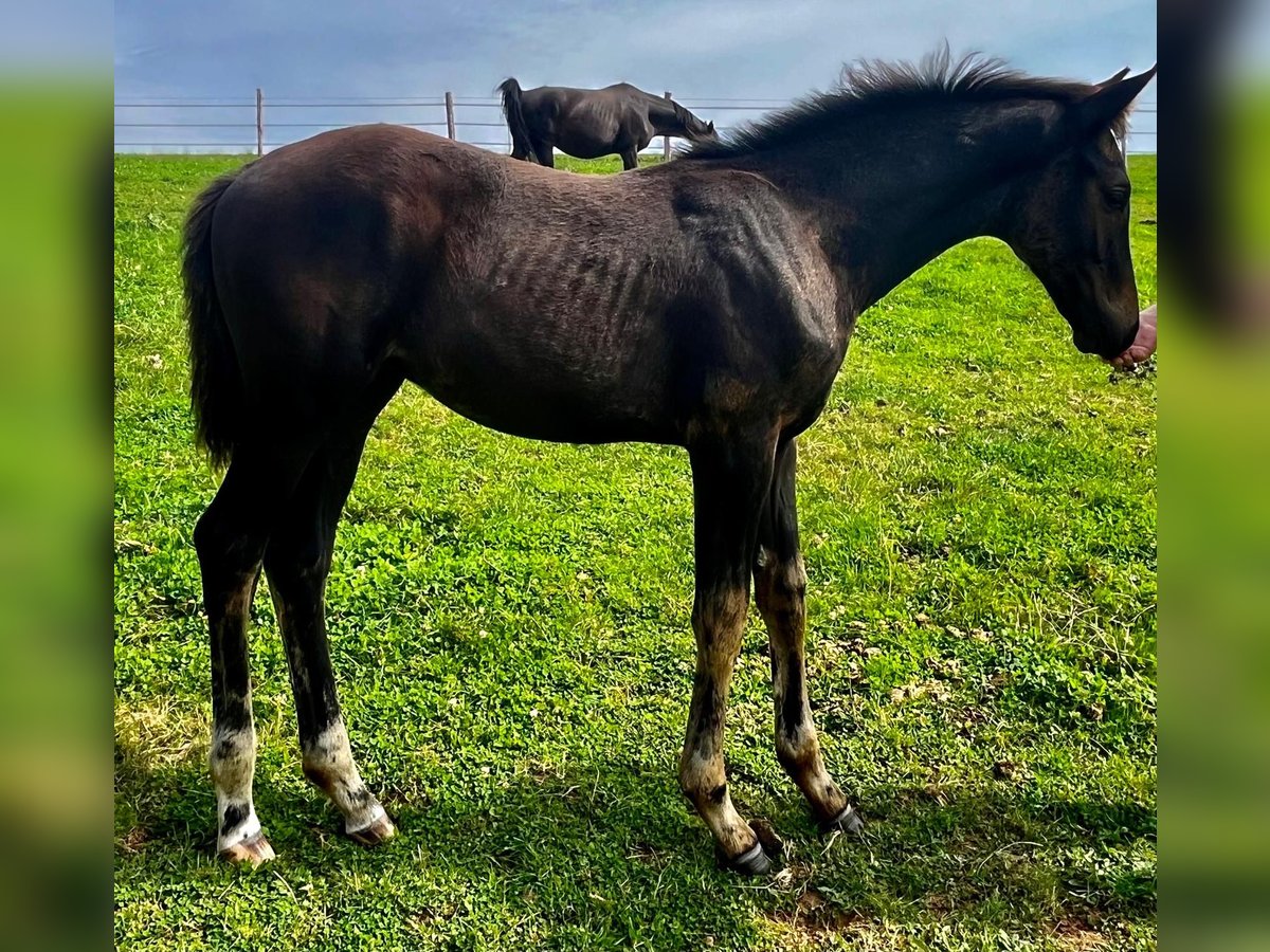 Oldenburg Stallion  16,2 hh Bay-Dark in Weiskirchen