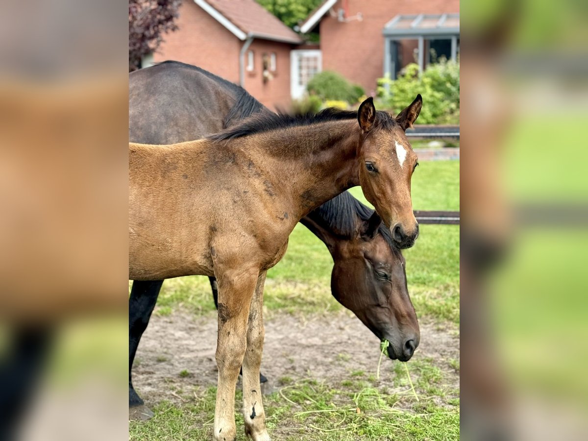 Oldenburg Stallion Foal (05/2024) 16,2 hh Bay-Dark in Großefehn