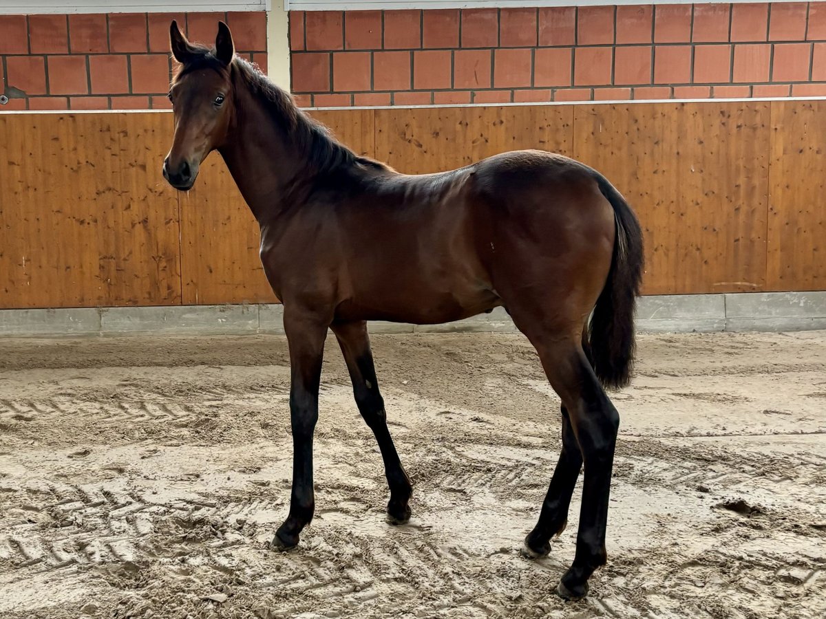 Oldenburg Stallion Foal (05/2024) 16,2 hh Bay-Dark in Bohmte