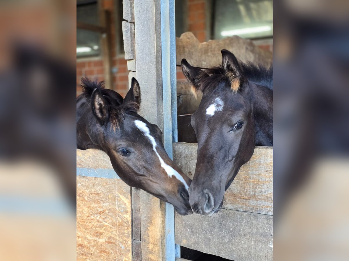 Oldenburg Stallion Foal (05/2024) 16,2 hh Bay-Dark in Rosdorf