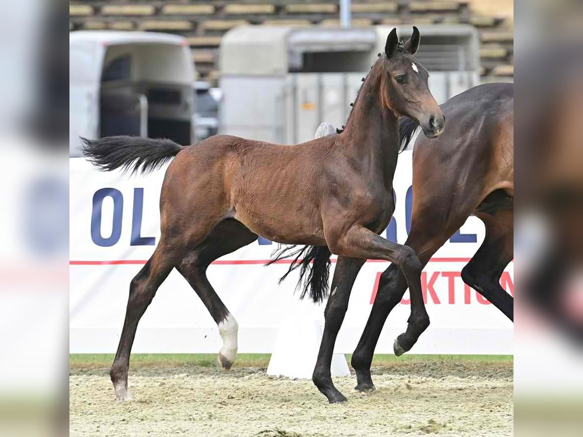 Oldenburg Stallion Foal (03/2023) 16,2 hh Bay-Dark in Wysin