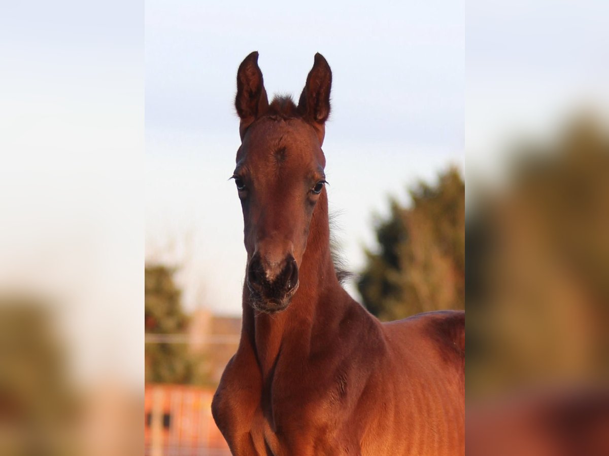 Oldenburg Stallion Foal (05/2024) 16,2 hh Black in breendonk