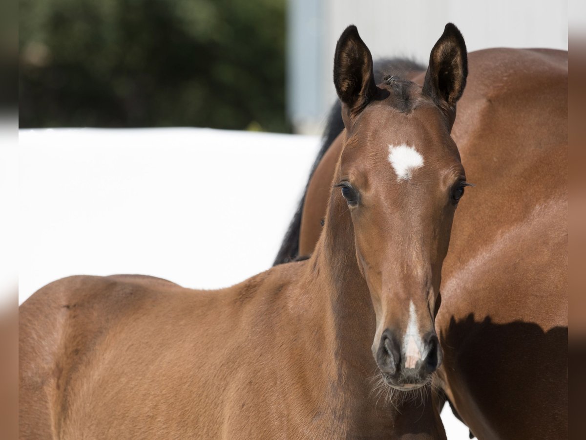 Oldenburg Stallion Foal (04/2024) 16,2 hh Brown in Belgern