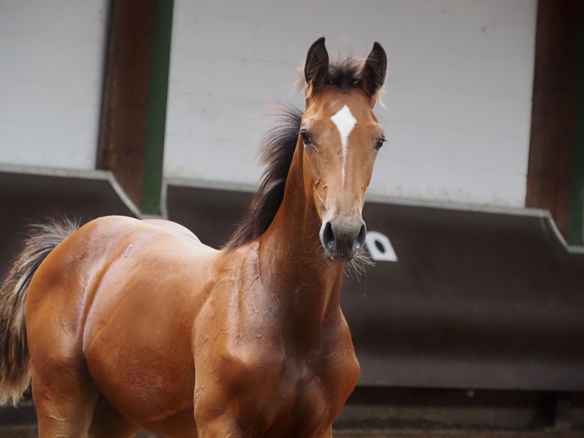 Oldenburg Stallion Foal (02/2024) 16,2 hh Brown in Bramsche