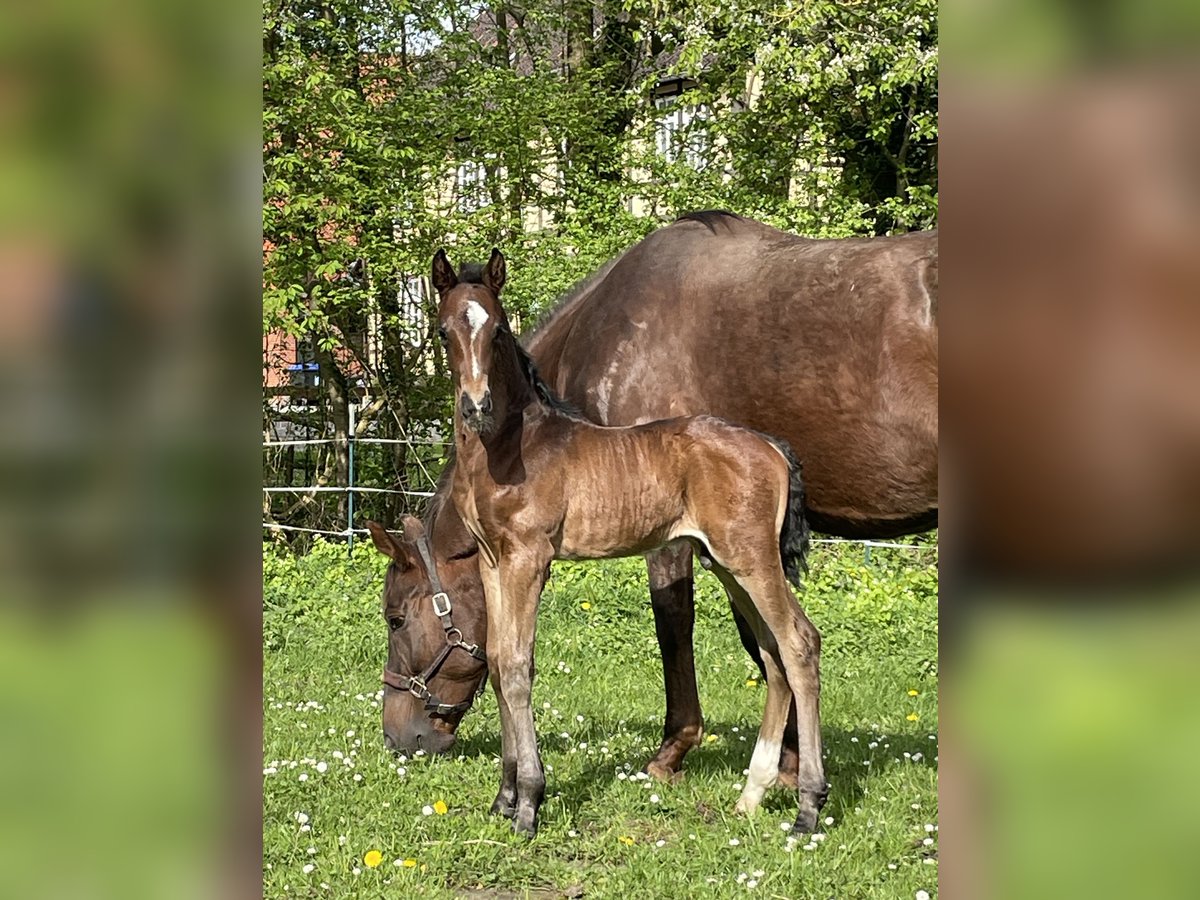 Oldenburg Stallion Foal (04/2024) 16,2 hh Brown in Bad Münder am Deister