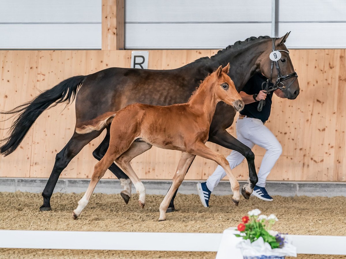 Oldenburg Stallion Foal (05/2024) 16,2 hh Chestnut in Groß Siegharts