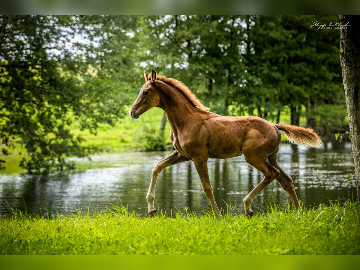 Oldenburg Stallion Foal (05/2023) 16,2 hh Chestnut-Red in drawsko pomorskie