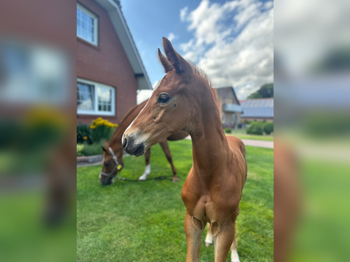 Oldenburg Stallion  16,2 hh Chestnut-Red in Gro&#xDF;efehn