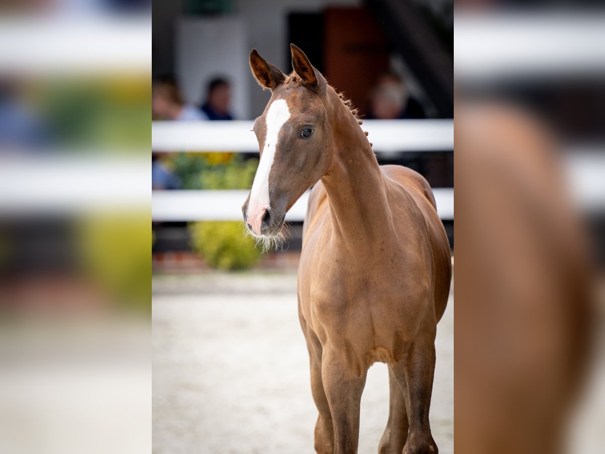 Oldenburg Stallion Foal (05/2024) 16,2 hh Chestnut-Red in radziejów