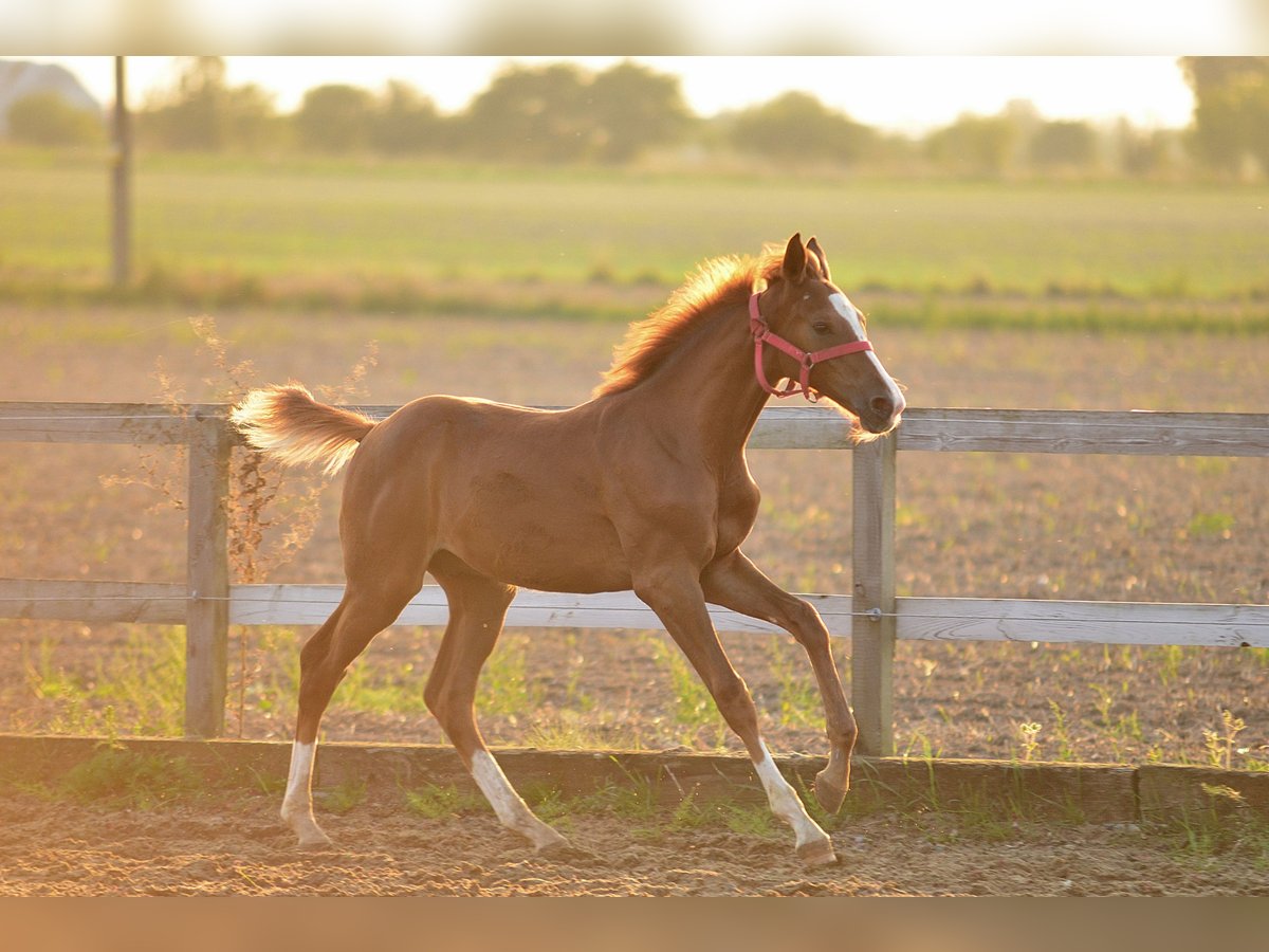 Oldenburg Stallion Foal (05/2024) 16,2 hh Chestnut-Red in radziejów