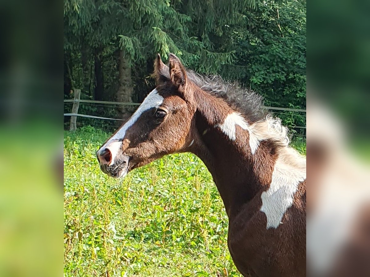 Oldenburg Stallion Foal (04/2024) 16,2 hh Pinto in Jesteburg