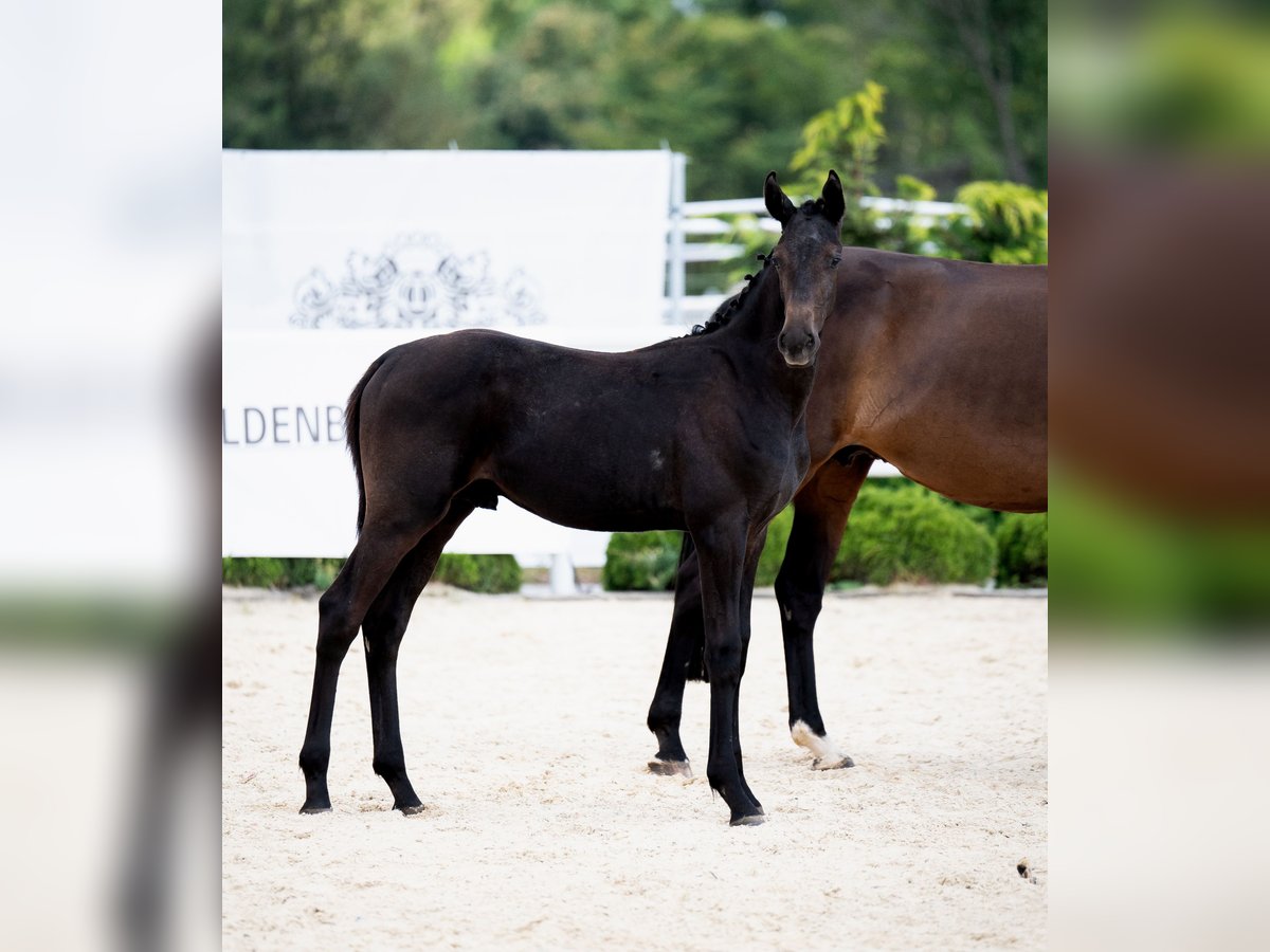 Oldenburg Stallion Foal (04/2024) 16,2 hh Smoky-Black in Wysin