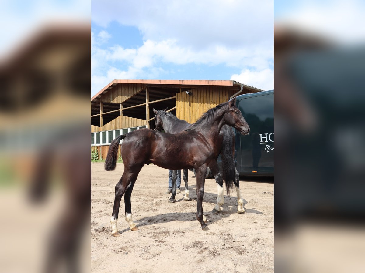 Oldenburg Stallion Foal (01/2024) 16,3 hh Black in Blunk