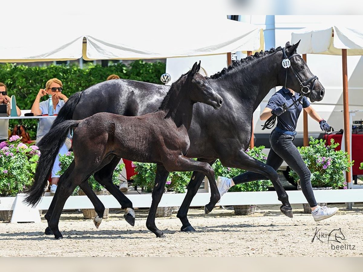 Oldenburg Stallion  16 hh Can be white in Ganderkesee