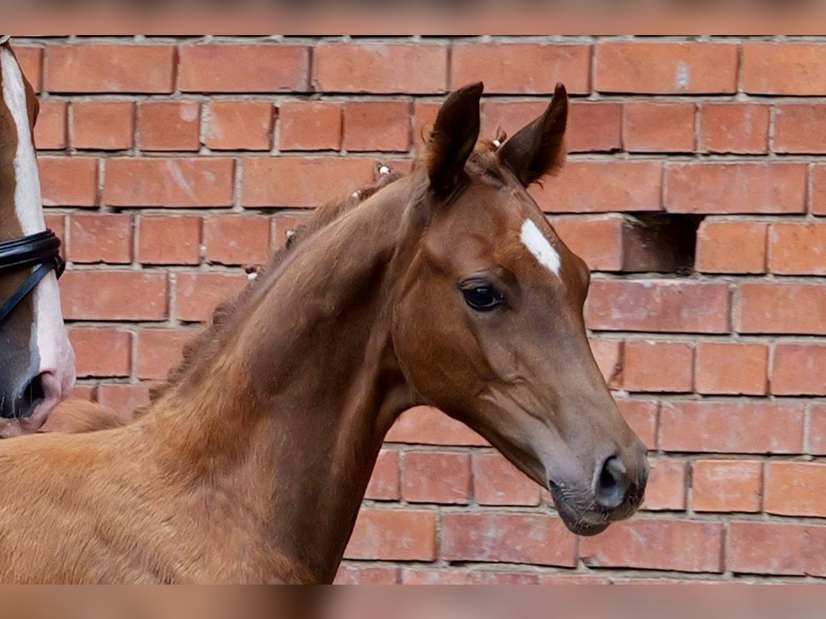 Oldenburg Stallion Foal (04/2025) 16 hh Chestnut-Red in Hilgermissen