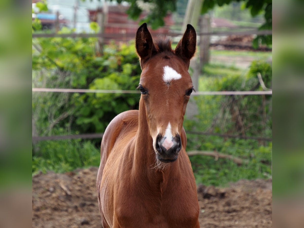 Oldenburg Stallion Foal (04/2025) 16,1 hh Bay-Dark in Bramsche Oldenburg Stallion Foal (04/2025) 16,1 hh Bay-Dark in Bramsche