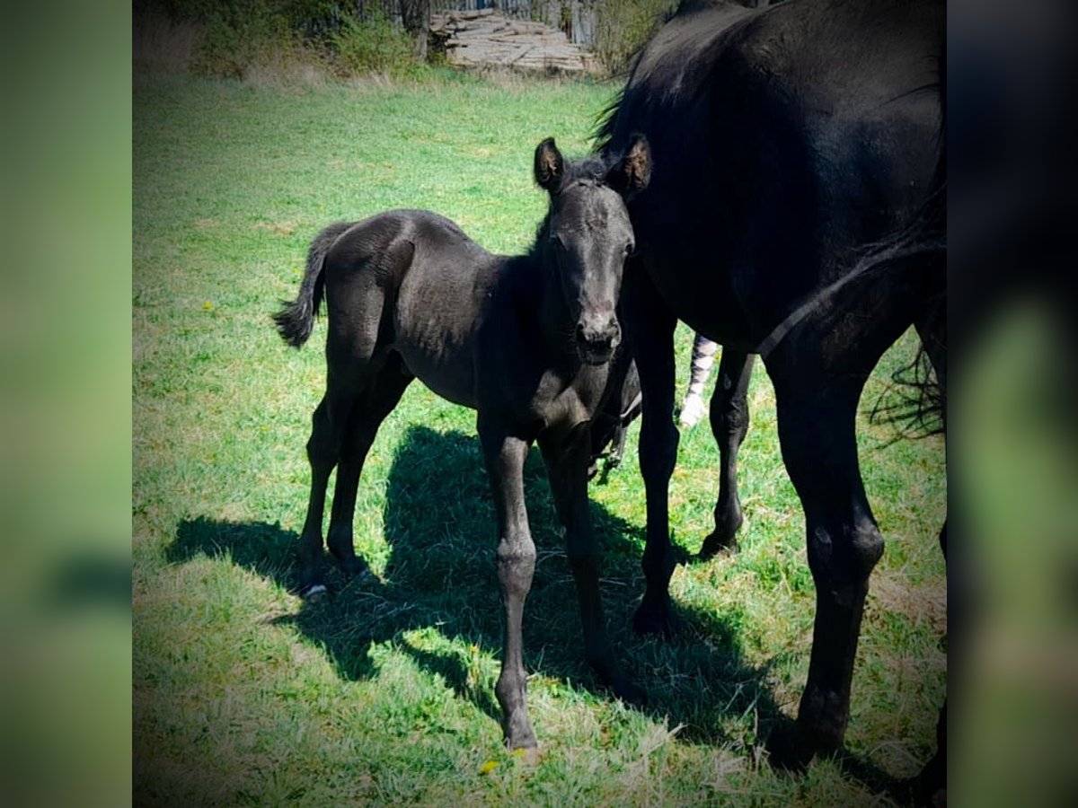 Oldenburg Stallion  16,1 hh Black in Weitra