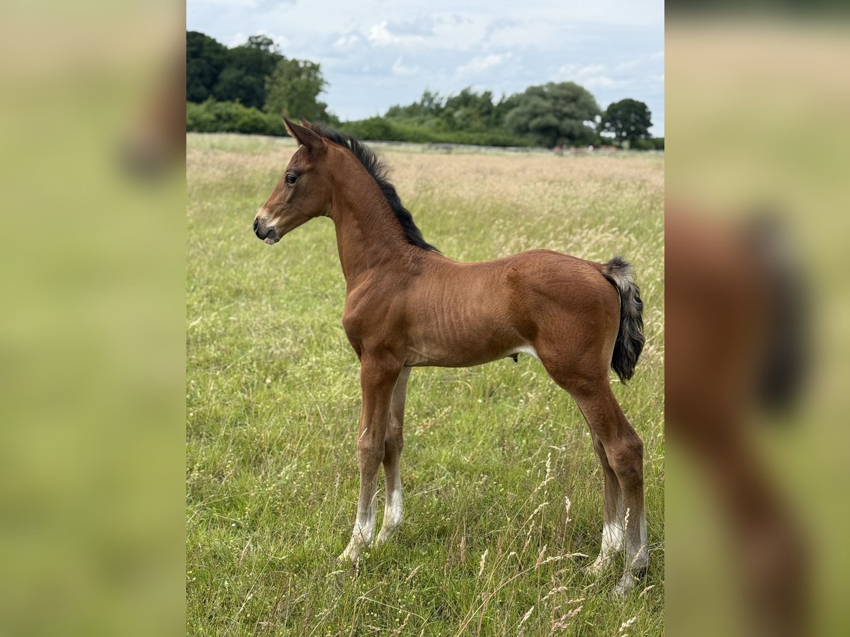 Oldenburg Stallion Foal (05/2025) 16,1 hh Brown in Hemmingen