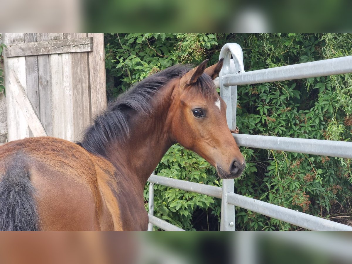 Oldenburg Stallion Foal (03/2025) 16,1 hh Brown in Burgebrach