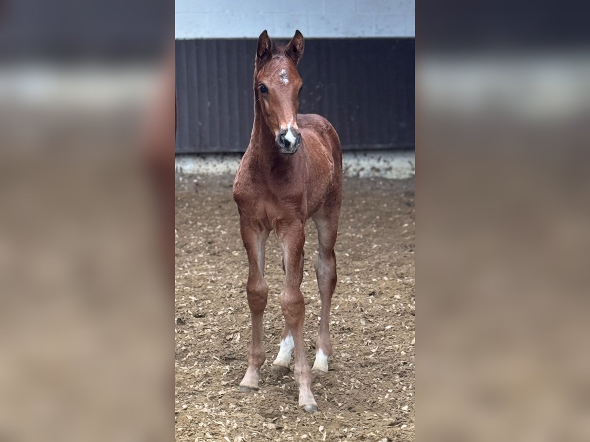 Oldenburg Stallion Foal (02/2025) 16,1 hh Brown-Light in Bramsche Oldenburg Stallion Foal (02/2025) 16,1 hh Brown-Light in Bramsche