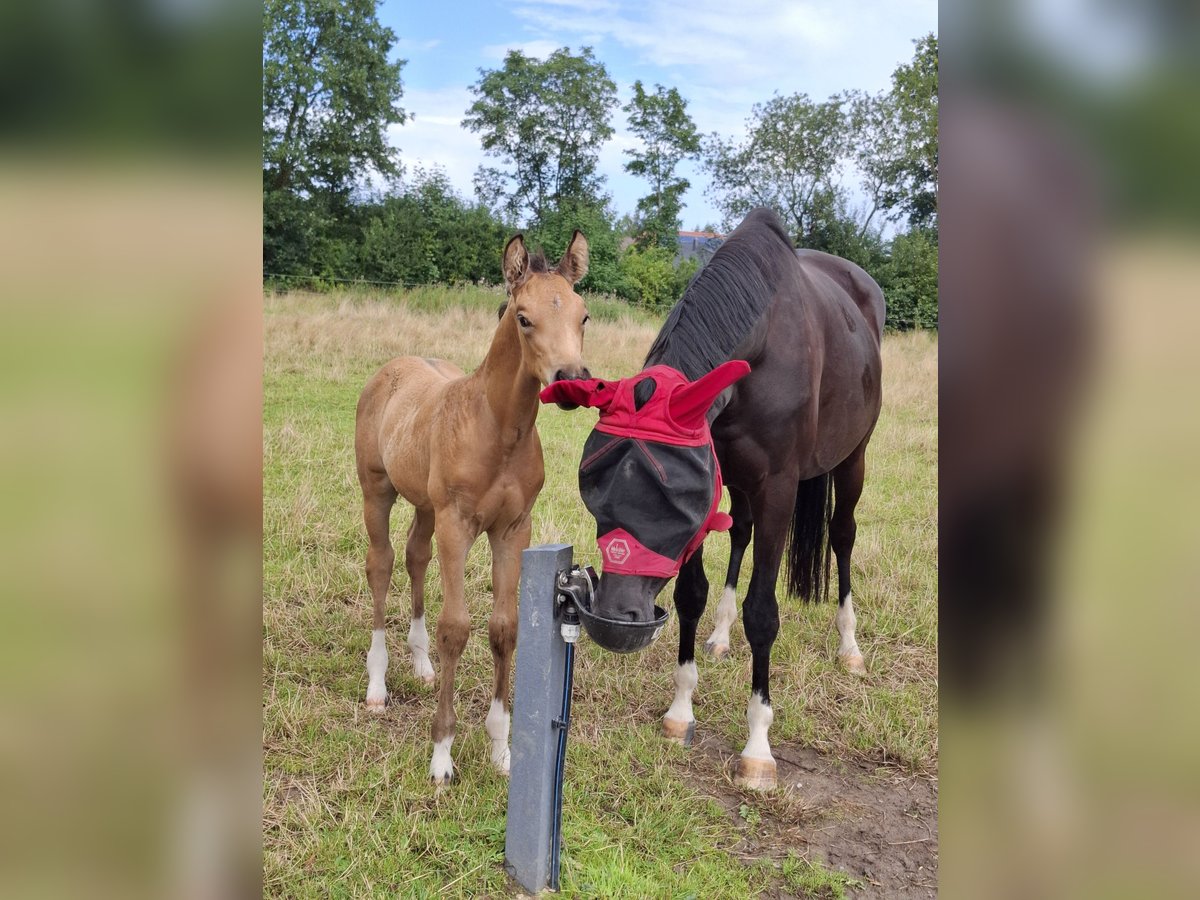 Oldenburg Stallion Foal (06/2025) 16,1 hh Buckskin in Seth